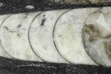 Polished Fossil Orthoceras (Cephalopod) - Morocco #138349-1